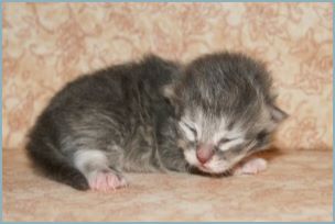 Male Siberian Kitten from Deedlebug Siberians